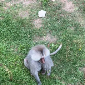 Be like the baboons and eat your veggies!! Hamadryas baboons eat a variety of grasses, fruits, roots, vegetables, nuts & seeds, as well as the occasional insect!