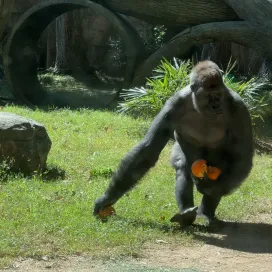 Pumpkins for liiiife! 🎃 😋 Enjoy this throwback from last year’s Pumpkin Palooza! 💛 🦍