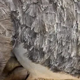IT’S SO FLUFFY, I’M GONNA DIEEEE!!! 😍 Ostrich feathers are soft and fluffy due to the structure of the barbs of the feathers. Since they don’t need to fly, the barbs are not as tightly interlocked as they are for flying birds. Instead, ostriches use their feathers for temperature regulation and protection. 🪶