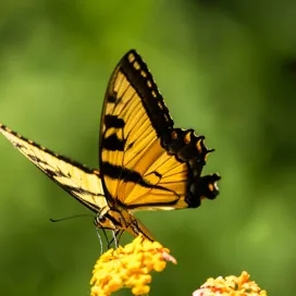 As September ends, we bid farewell to our Kaleidoscope Butterfly Garden for the season! 🦋 A heartfelt thank you to everyone who visited and learned about the importance of these beautiful pollinators. Until next year! 🌼 ✨