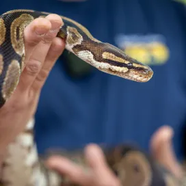 The boys are here to show you that snakes don’t have to be scary! We hope this series has taught you something new about these unique reptiles! Our goal is to show you that snakes play an essential role in nature. Don’t fret because our #SnakeSunday series continues… 🐍✨
Test your knowledge and comment the species of snakes in these photos! 💬 Here's a hint....there are 3️⃣ different species.
#YearoftheSnake