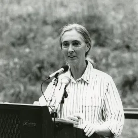 We are heartbroken to hear the news of Dr. Jane Goodall’s passing at 91 years old. She dedicated her entire life advocating for chimpanzees and wildlife all across the globe. She was an extraordinary advocate for wildlife conservation.
Dr. Goodall made several visits to the North Carolina Zoo in the 1980s. The Zoo was a participant in Dr. Jane Goodall’s study on chimpanzee behavior, “CHIMPANZOO” that compared chimp behavior in the wild to the behavior of chimps under human care across the US.
In 2023, a baby chimp born here at the Zoo was named Gombe to honor Dr. Jane Goodall and her extraordinary work for chimpanzees in the jungles of Gombe National Park in Tanzania. 🫶
Her legacy will continue to inspire generations to protect our planet’s precious wildlife. Our thoughts are with her family, friends, and colleagues.