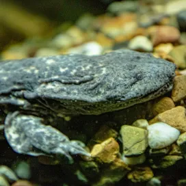 Celebrate World Rivers Day by recognizing the eastern hellbender, a large aquatic salamander found in cool, clear streams across 15 states! Hellbenders rely on clean water to breathe and live under large rocks. Sadly, their numbers are declining due to habitat destruction and water quality issues. You can help keep our rivers clean and hellbenders healthy by picking up after yourself and not disturbing their shelter by moving large rocks while enjoying rivers and lakes. ♻️ Together, we can help these unique salamanders thrive! 💙
#WorldRiversDay #SaveTheHellbender