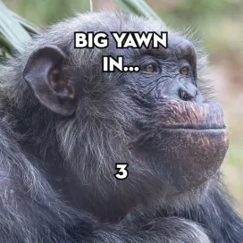 Who else needs a nap today? 🙋 Chimpanzee troop leader, Jonathan, is showing off his teeth with a biiiig afternoon yawn. 😴 With Friday just around the corner, we could all use an extra nap to power through the week!