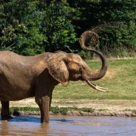 Animals rely heavily on body language to communicate, both with each other and with humans. Many animals don't use vocalizations the way humans do nor are the vocalizations fully understood, nonverbal cues are essential to understanding how they feel, what they want, and how they interact with their environment. Here is some insight on how different animals at the Zoo communicate with body language in honor of National Body Language Day!
🦍 Primates are especially expressive and often use gestures, facial expressions and posture to communicate. Direct eye contact can be a challenge or threat especially in gorillas, which is why gorillas don’t like to make eye contact. Keep this in mind the next time you visit our bachelor troop of gorillas!
🐘 Elephants are extremely social and although their body language may seem subtle to us, it is powerful between them. Elephants use vibrations to communication through a method called seismic communication. They detect these vibrations through their body, specifically their feet and trunk. Ear flapping can be used to signal excitement, agitation or simply to help regulate temperature.
🐍 Snakes may be less expressive to the human eye, but they still use body language. When snakes flick their tongue, they are exploring their environment and gathering scent information. Coiling is an example of body language that can be interpreted different ways. It can be a defense position or it can simply be a resting and relaxing position for warmth and security.
Communicating through body language is very useful but it’s important to always consider the context of the situation when trying to interpret an animal's body language.
