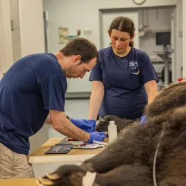 It’s National Veterinary Technician Week! 🐾 Our dedicated veterinary technicians at the Zoo bring knowledge, expertise, and passion to everything they do. We appreciate their hard work and commitment to over 1,700 animals at the Zoo! Their contributions are invaluable, and we are grateful for their unwavering support and love for animals. Let's celebrate them and the positive impact they have on the lives of the animals in our care! ❤️