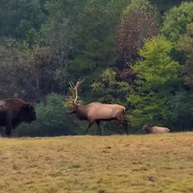 “Look at me, I’m an elk!” - the bison, probably 😂🦬🦌