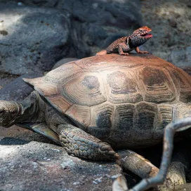 The North Carolina Zoo is proud to have played a leading role in a national initiative that earned the 2025 Association of Zoos and Aquariums (AZA) Advocacy Impact Award! @zoos_aquariums
Shining a LIGHT on the problem: this initiative came out of a concern that new federal energy efficiency standards (while generally very positive) threatened to ban specialized lighting vital to the health and well-being of reptiles and amphibians that rely on carefully controlled light for survival.
Recognizing the serious implications, the North Carolina Zoo partnered with Audubon Zoo(@auduboninstitute) and AZA’s Government Affairs team to provide essential information to the U.S. Department of Energy (DOE). In several meetings and discussions with the DOE and industry representatives, the North Carolina Zoo and Audubon Zoo provided technical details about the biology, husbandry and specific lighting needs of reptiles and amphibians, shared concerns, and evaluated more than 1,000 exempted lamps for suitability as potential alternatives. As a result of the discussions and information presented, the DOE paused enforcement of the new lighting rules for animal care settings.
This initiative forged new relationships with DOE and lighting manufacturers which will benefit the zoo and aquarium community in many ways for years to come. By establishing an open line of communication with DOE, sharing and emphasizing our specialized animal care needs, and demonstrating the technical knowledge and expertise of zoos and aquariums, the community is now in a much better position to be considered and consulted on future legislation and regulatory action, thereby strengthening our preparedness and resilience to change. This victory ensures zoos and aquariums across the country can continue to provide the specialized environments animals require to thrive, while also supporting the development of future lighting technologies that meet both energy standards and animal care requirements.
This award reflects the North Carolina Zoo’s continued leadership in animal welfare and commitment to protecting species of all shapes and sizes. 🌎