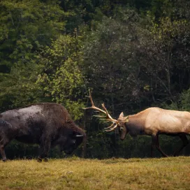 So…our recent video of a female bison and our bull elk, Tommy, goofing off on the Prairie habitat went viral. And naturally, the internet did its thing: cue the "this is AI" accusations. So, we wanted to clear the air…
First off, welcome to all our new followers! 👋 We’re the North Carolina Zoo, located in Asheboro, NC. More importantly, we are the largest natural habitat zoo in the WORLD with over 2,800 acres!
We’re home to over 1,700 animals, and just to be perfectly clear… we do not use AI to fake animal videos! We have no reason nor want to create fake videos.
Now, about THAT video. Our social media team was just in the right place at the right time with one person filming, another snapping pics (you can even hear the camera shutter in the background if you listen closely). The result? A playful little face-off between two species that live together in the same habitat.
About Tommy, our bull elk. He’s a decent size, but is actually on the smaller side for a bull elk. And the bison? All female, many still juvenile, which means they’re naturally smaller than the big ol’ male bison you might be imagining. So yes, the size difference is real.
Our bison and elk share the Prairie habitat year-round, just like they would in the wild. They’re familiar with each other, and what you saw was sparring, not serious fighting.
If you still don’t believe us, visit the Zoo and come see for yourself!