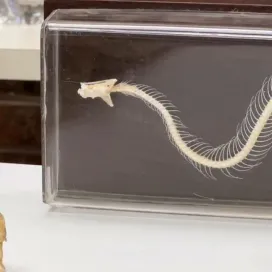 Getting a little spooky this Snake Sunday! 🐍 Check out this snake skeleton used by the education team for Zoo talks!💀✨ #snakesunday #nczoo