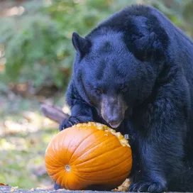 🎃 Gourd times ahead at the North Carolina Zoo...
👻 Boo at the Zoo: Oct 18 & 19 and 25 & 26 – family fun for everyone!
🕯️ Beloved Pet Ofrenda: Nov 1–8– a time to honor pets who have passed.
✨ Pumpkin Palooza: Nov 8 & 9 – animals receive pumpkin enrichment!
Don't miss our favorite fall events! For more information see our website: https://www.nczoo.org/experiences/events 🐾🍁