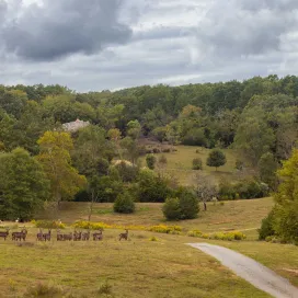The time is now! Catch a ride on Zoofari to see antelope, rhinos, and stunning fall foliage! 🍂 Get aboard a specially outfitted, open-air vehicle for an exclusive tour of the 40-acre Watani Grasslands.🦏 November 15th is the last day to enjoy Zoofari in 2025.
✨ Available Thursdays and Fridays 11 a.m. or 12 p.m.; Saturdays and Sundays 10 a.m., 11 a.m. or 12 p.m. ✨
Learn more on our website: https://www.nczoo.org/experiences/attractions/zoofari