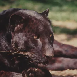 Did you know? The North Carolina Zoo was home to a very special black cat, Jet, the leopard! This stunning leopard was an integral part of the African Pavilion, which housed a wide variety of flora & fauna, and was beloved by guests & keepers alike. Former Pavilion Keeper, Debbie, described Jet as an easy-going, calm cat who enjoyed his daily naps. 🖤
#NationalBlackCatDay