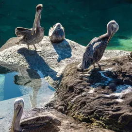 There are some new winged residents at Rocky Coast! 👀✨
Four rescued brown pelicans have moved into what was previously the harbor seal habitat. These charming birds, deemed non-releasable due to injuries sustained in the wild, were taken in by a rehabilitation facility and cared for until they could find a more permanent home here at the North Carolina Zoo! They are still getting used to their new environment and routines, and they will need patience, care, and training as they adjust to life at Rocky Coast.
The habitat's solo outgoing resident, Ronan the harbor seal, has been relocated to a freshly renovated space at another AZA-accredited zoo. Ronan remains as charismatic as ever and is reportedly thriving alongside his new pinniped companions. 🌊
We will provide more shorebird updates as we get to know the unique personalities of our new feathered friends. In the meantime, please give the pelicans a warm welcome the next time you visit the Zoo! 🎉