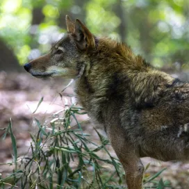 Did you know that the most endangered canid in the world lives right here in North Carolina? It’s the American Red Wolf. You may not have ever heard of them and we are going to change that!
With less then 30 wolves remaining in the wild, this species is on the literal brink of extinction. The North Carolina Zoo is one of 52 facilities that are a part of the effort to save the American Red Wolf from extinction! Red wolves are the ONLY solely native wolf species of the United States.
When you visit the North Carolina Zoo, you are directly supporting the Zoo’s conservation work, including our ongoing efforts to save this critically endangered species. We are proud to be a leader in the conservation efforts of America’s one true wolf, the red wolf. ♥️
#NationalWolfAwarenessWeek