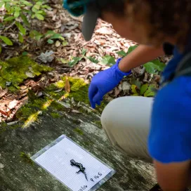 It’s Reptile & Amphibian Awareness Day! 🦎 Let’s discuss an amphibian found right here in North Carolina: the Marbled Salamander.
These photos were taken during a salamander survey at the Zoo. Our staff places coverboards, typically made of wood, to retain moisture and provide shelter for salamanders along the edges of small ponds in the woods. Each coverboard is numbered, and during surveys, Zoo staff check each one for salamanders. 🔍
When they find salamanders, they weigh them ⚖️, determine sex, and photograph their spot patterns 📸, which are then scanned into a software for logging and identification purposes. This process helps us understand the population at the Zoo and learn more about these fascinating salamanders! Stay tuned as we share more about this exciting project! 🌿