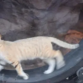 IT’S NATIONAL CAT DAYYYYY! 🐱The internet is full of cat videos today, we thought we would add to the adorable chaos with none other than Sahara the sandcat strutting on her wheel! 💅✨