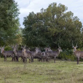 Don’t forget, Zoo hours change soon! Our “Winter hours” will be in effect starting November 1st. The Zoo will continue to open at 9 am and will close at 4 pm with the last entry at 3 pm. 🕒 https://www.nczoo.org/visit/hours
