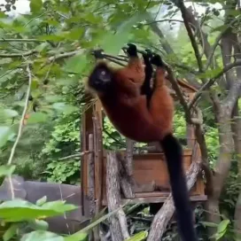 No tricks, just George the red ruffed lemur hanging out in the upside down… 🙃👀  Happy Halloween (again) & World Lemur Day! 👻 Fun Fact: Lemurs are one of the largest pollinators in the world, in terms of size. 🌼🐝