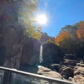 Ronan the grizzly bear has picked THE best nap spot for a sunny autumn day! 🐻 💤💛🍂 #mondaymood