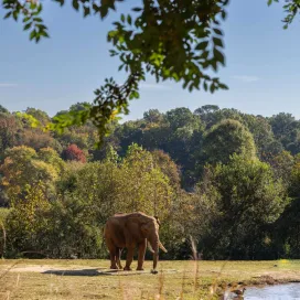 It’s that time of year again! Today is the first day of our “Winter Hours” 🕓 We will continue to open at 9 am, but starting today the Zoo will close at 4 pm with the last entry at 3 pm. Don’t forget that the Zoo remains OPEN through the fall and winter months! We hope to see you enjoying the cooler weather at the Zoo this winter! ✨ 💛
