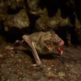 🎃 Happy Halloween! 👻 Check out these adorable Vampire bat pose pics! 🩸🧛🏻‍♂️
📷 Shoutout to keeper Jocelyn for sharing these gems!
🦇 #batweek