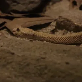 🐍 Did you know? The sidewinder travels by anchoring part of its body against the sand and pushing from that point to propel itself forward? This helps keep much of the snake’s body off the hot sand and leaves behind a telltale track resembling the letter “j.” 🌵✨
Desert Dome will be closed due to maintenance this week from Nov 3rd - 7th. Don't fret, you're not deserted! 👀 You can see our desert friends on our social media! Our slithery friend the sidewinder says “hellooo!” on this #snakesunday 💛