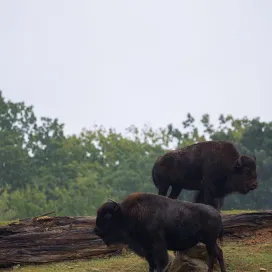 Time to celebrate National Bison Day! 🦬 Did you know bison are the largest land mammals in North America, weighing up to 2,200 pounds and reaching as tall as six feet at the shoulder?! Bison play a crucial role in their ecosystem, helping to maintain the health of grasslands by grazing on grasses, which promotes new growth and supports a diverse array of wildlife. Visit the bison at the North Carolina Zoo today! #NationalBisonDay