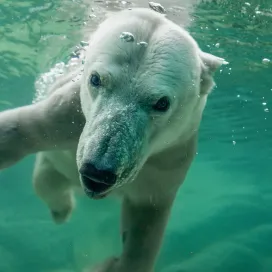 👀 Did you know? The North Carolina Zoo is OPEN year round?! This means we are OPEN through the winter! ❄️ During winter operations, you must park in North America and enter through the North America entrance. You can still access the entire Zoo through the North America entrance, including Africa!