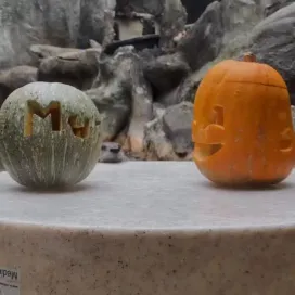 North American River Otters Bowser and Murphy got some extra pumpkin enrichment from their keepers! We think they enjoyed but see yourself! 👀🎃😂