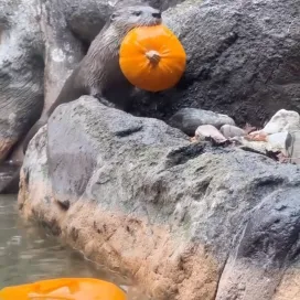 North American River Otters Bowser and Murphy got some extra pumpkin enrichment from their keepers! We think they enjoyed but see yourself! 👀🎃😂