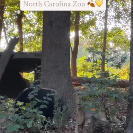 Fall at the North Carolina Zoo is simply the best! Cooler weather + colorful leaves = the perfect Zoo day! 💅🍁