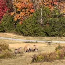 “Look at me, I’m a rhino!!” - the waterbuck, probably…👀🤣🦏
