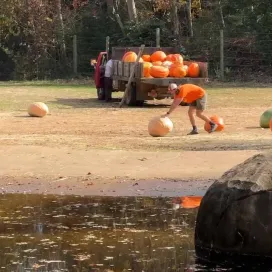 Now for the stars of Pumpkin Palooza, the elephants! 🐘 This year, they enjoyed a variety of 300lb pumpkins donated from Carrigan Farms! Thank you! It was a smashing gourd time!💥🎃
