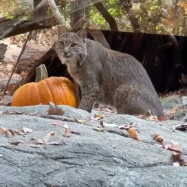 Pumpkin Palooza was a blast this past weekend!🎃 Some animals ate the pumpkins, while others tore open carved pumpkins containing their diet, creating an enriching challenge for each animal! 🌟