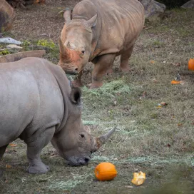 A few stills from Pumpkin Palooza this past weekend! More gourd fun to come!! ✨ 🎃 ☺️