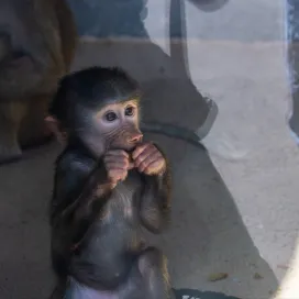 gearing up for next week like… 🍽️🍗😋🫛👀