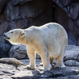 Anana is here to tell you that the North Carolina Zoo is closed on Thanksgiving Day, November 27th. 🎉 November 27th is also her 26th Birthday! 🎂 So, let’s give an early Happy Birthday to Polar bear Anana in the comments below!