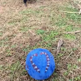 National Bird Day means we are sharing the holiday enrichment from our behind-the-scenes birds! A special shout out to the keepers for setting up the enrichment and filming the birds! 💚🎁
#NationalBirdDay