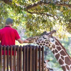 As you make your 2026 New Year’s Resolutions…consider adding volunteering to the list! Join the Volunteer Services Program and become part of a dynamic team of individuals who support the Zoo through service and contribute around 43,000 hours annually. In 2025, volunteers set a record with OVER 48,000 hours! 🎉
If you have time and a passion to inspire, we would love to have you at the Zoo in 2026! Join us in making a difference and preserving our natural world! 🌍
🌟 Learn more at nczoo.org/volunteer