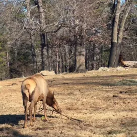“Ah, yes, my favorite stick.”