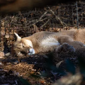 Cougars go by many other common names: puma, mountain lion, panther, and catamount. But did you know that cougars are NOT classified big cats? 👀 🐾
Although they are the largest cat in North America, they are not truly "big cats" due to the difference in vocalization anatomy. Cougars have a rigid hyoid bone in their throat which allows them to purr, but prevents the flexibility needed to roar. Big cats, like lions and tigers can roar but cannot purr like cougars and your domesticated house cat can! 😸
