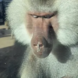 Uh, we all went through a window licking phase right…? 🤔😂