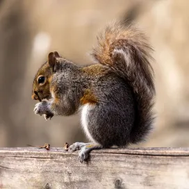 Did you know that there is such a thing as Squirrel Appreciation Day?! Well, there is and it’s TODAY!🌞
The Zoo is naturally filled with native wildlife, including the very common Eastern Gray Squirrel. We love being able to see animals from around the world, while simultaneously being surrounded by native North Carolina wildlife! 🌲
It’s extremely important to remember to leave the wildlife alone, if you happen to encounter them here at the Zoo, or really anywhere. Always appreciate them at a safe distance! Please do not feed the squirrels, try to pet or interact with them, or chase them! This is both for your safety and the animals' safety. ⚠️
Just let them keeping living their wild life, as wildlife.🤎#SquirrelAppreciationDay