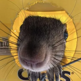 If you’re new here, you may not know that the North Carolina Zoo has it’s very own wildlife rehab center on Zoo grounds! The Valerie H. Schindler Wildlife Rehabilitation Center (WRC) provides free, professional veterinary and rehabilitation services to sick, injured and/or orphaned native North Carolina animals for the sole purpose of returning them to the wild in a condition that will optimize their chances of survival after release. @nczoo_wrc
Eastern gray squirrels are common patients at the Zoo’s WRC. Just last year, there were 71 Eastern Gray Squirrels admitted! Depending on life stage, orphan squirrels can spend anywhere from 4-9 weeks in care. This includes the 7-14 days they spend in pre-release, adapting to life outside again before they are officially released.
Squirrels tend to have 2 litters per year: the first in late winter/early spring and the second in mid to late summer/early fall. The most common reasons for squirrels to become orphan include the nest being destroyed, falling from the nest, or cat attacks.
While on Zoo grounds, the WRC is a gated medical facility and not open to Zoo Visitors. At this time, the Zoo's Wildlife Rehabilitation Center is accepting injured wildlife by appointment only. Please call the center at 336.879.7644.
#SquirrelAppreciationDay