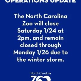 🚨 IMPORTANT OPERATIONS UPDATE:
The North Carolina Zoo will close to the public and members Saturday, January 24 at 2pm, and remain closed through Monday, January 26. This closure includes walking trails and the Wildlife Rehab Center. The Seasonal Job Fair is also cancelled for this weekend.
We will continue post updates about Zoo operations for the rest of the week. For the fastest updates, check back here on social media! Our website will also be updated with operations information.
Stay safe, everyone! ❄️