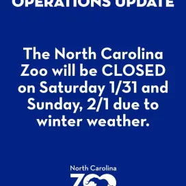 🚨 OPERATIONS UPDATE: The North Carolina Zoo will be closed to the public and members Saturday, January 31 and Sunday, February 1. This closure includes walking trails and the Wildlife Rehab Center.
We will continue post updates about Zoo operations for the rest of the week. For the fastest updates, check back here on social media! Our website will also be updated with operations information.
Stay safe, everyone! ❄️