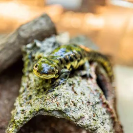It's time to run wild for conservation! Mark your calendars and join us for the 2026 Run Wild 5K on June 13th, 2026, at the North Carolina Zoo. 🎉
This annual event invites participants to embrace the scenic beauty of the Zoo while making a personal impact on wildlife conservation. Together, we can make strides - literally and figuratively. 💚
Here’s what you get when you join us:
✨ A chance to run through the beautiful Zoo grounds
✨ A race t-shirt to remember the day
✨ A FREE Zoo ticket for future visits 🎟️
✨ A commemorative sticker
✨ Prizes for top finishers in various age categories! 🏆
Registration is now OPEN!
Adults (18+): $45 | Youth (under 18): $40
Rain or shine, we're racing for a cause! 🌧️☀️
https://runsignup.com/Race/NC/Asheboro/NCZooRunWild5K
Registration fees will directly support regional conservation efforts for the North Carolina native salamanders! 🦎💧