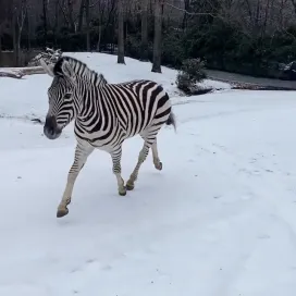 Little zebra hooves in the icy snow from last weekend that we saved for today, International Zebra Day! 🦓🖤🤍 Thank you to the ZOG team for capturing this perfect video! ❄️