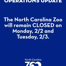🚨 OPERATIONS UPDATE: The North Carolina Zoo will remain closed to the public on Monday, February 2, and Tuesday, February 3.
We received about 10 inches of snow here in Asheboro! ❄️ Stay warm and safe, everyone! We will continue to post operations updates here on our social media and website. ⛄️